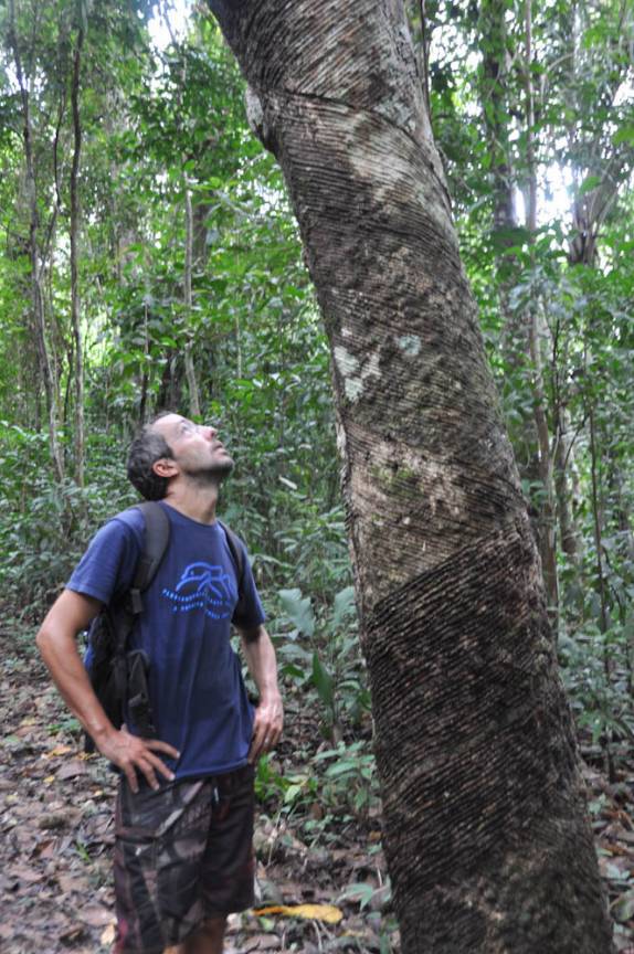 Admirado com uma Seringueira, 'sangrada' continuamente há três gerações, na FLONA, comunidade de São Domingo, região de Alter do Chão - PA
